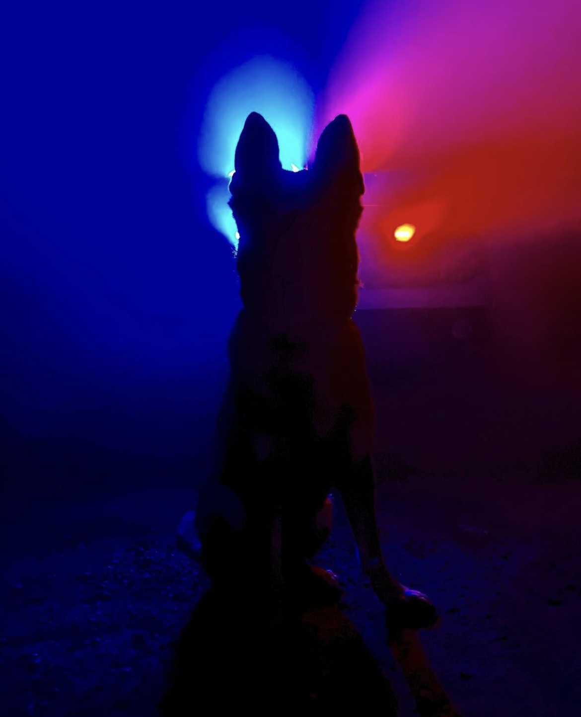 Guardians of State Parks. K-9 Guardians of State Parks.